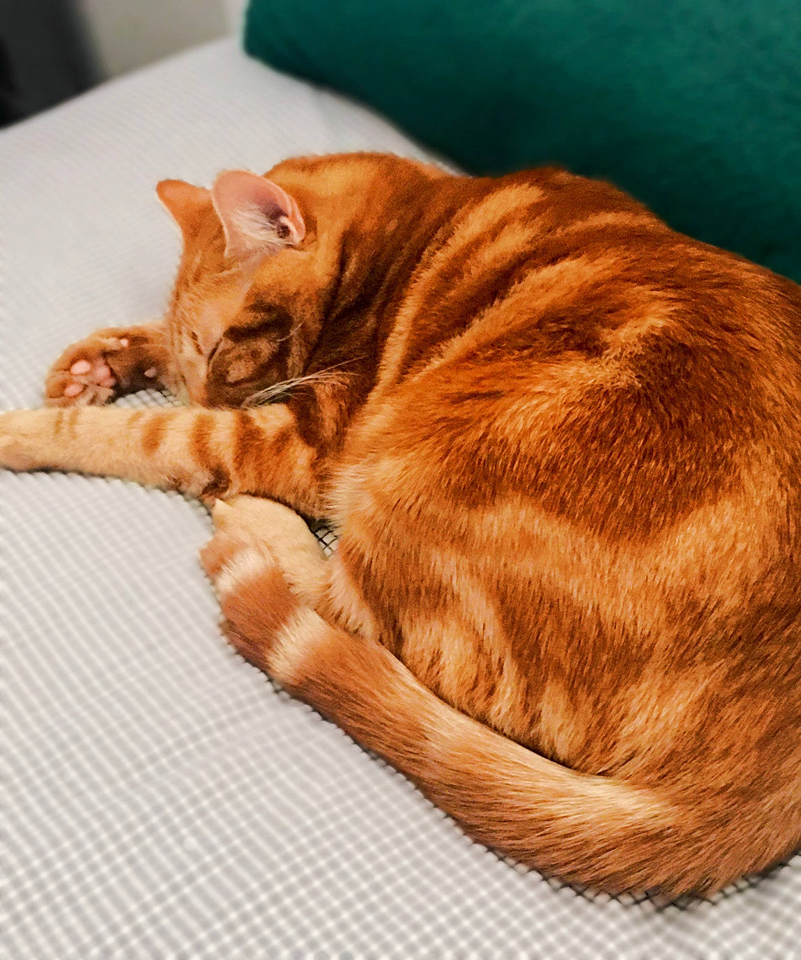 Mewtwo participe au concours pour gagner de l'argent avec cette photo : carnivore, cat, cat_supply, claw, comfort, domestic_short_haired_cat, fawn, felidae, flooring, fur, liver, paw, small_to_medium_sized_cats, snout, tail, terrestrial_animal, whiskers, window, wood, wrinkle