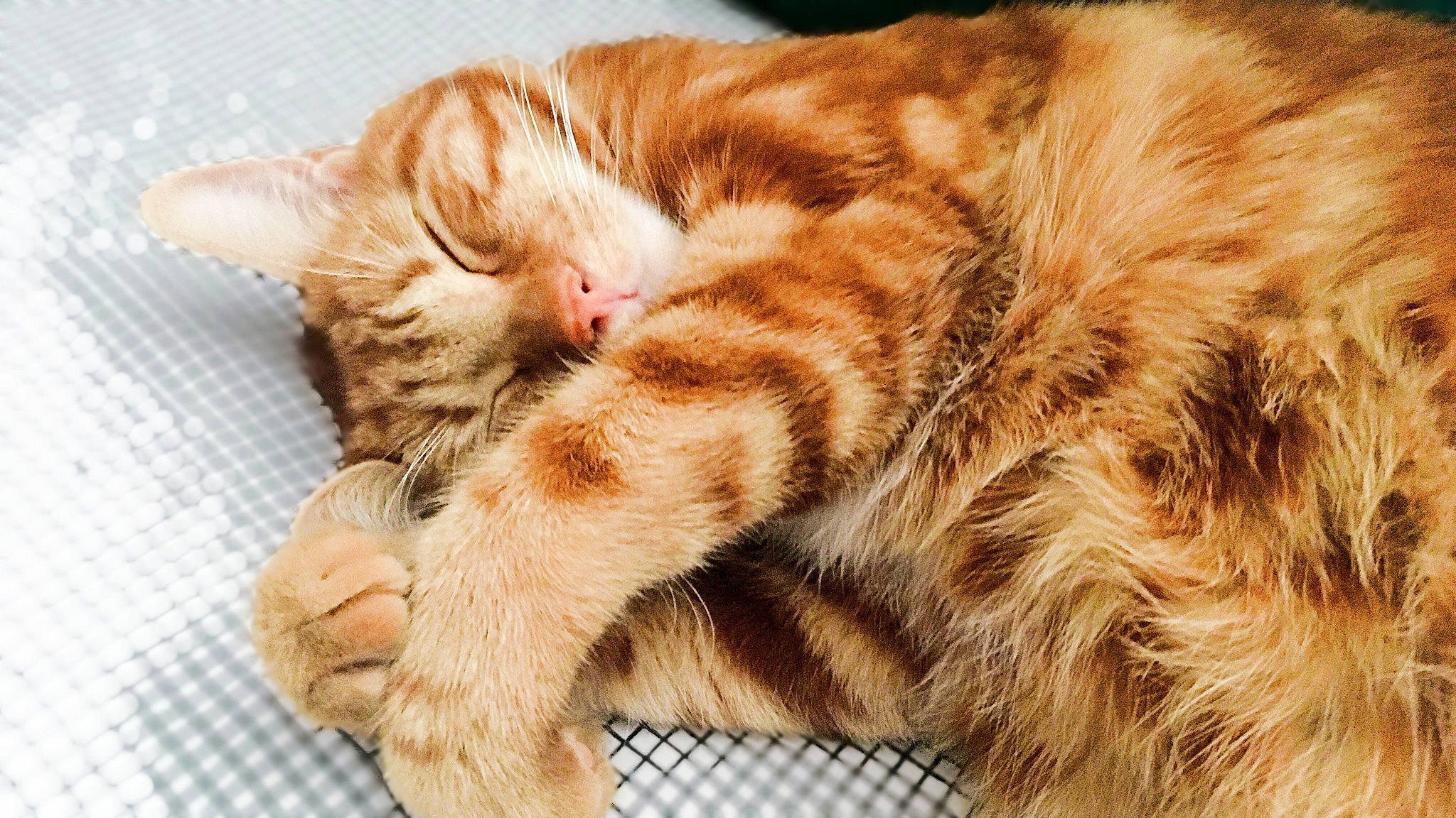 Mewtwo a rejoint le concours — aidez-le/la à gagner de superbes lots ! carnivore, cat, claw, close_up, comfort, domestic_short_haired_cat, fawn, felidae, fur, nap, natural_material, paw, sleep, small_to_medium_sized_cats, snout, tail, terrestrial_animal, whiskers