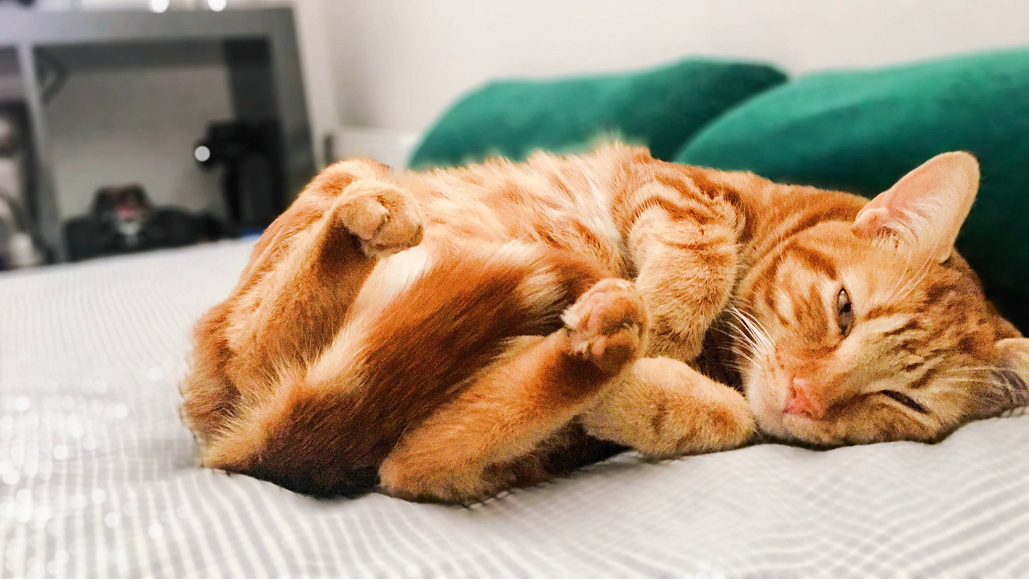 Mewtwo participe au concours pour gagner de l'argent avec cette photo : carnivore, cat, claw, comfort, domestic_short_haired_cat, fawn, felidae, foot, fur, home_appliance, human_leg, kitchen_appliance, paw, small_to_medium_sized_cats, snout, tail, television, television_set, whiskers, wood