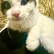 Sushi joined the competition — help win amazing prizes! cat, kitten, close_up, whiskers, paw, fur, face, nose, eyes, pink_nose, fluffy, black_markings, indoor, blanket, soft_texture, portrait, pet, domestic_animal, curious, macro