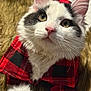 Sushi joined the competition — help win amazing prizes! cat, feline, pet, close_up, portrait, white_fur, black_markings, golden_eyes, whiskers, pink_nose, ears, red_plaid, plaid_shirt, clothing, cozy, fur_texture, blanket, indoor, cute, looking_up