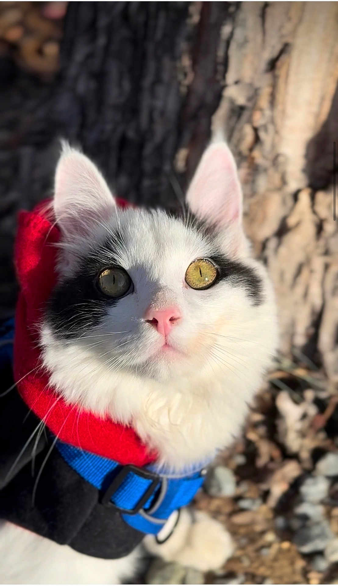 Sushi joined the competition — help win amazing prizes! cat, feline, pet, close_up, portrait, whiskers, green_eyes, black_and_white, pink_nose, fluffy_fur, harness, blue_strap, red_hood, outdoor, tree_bark, sunlight, shallow_depth_of_field, curious, cute, animal
