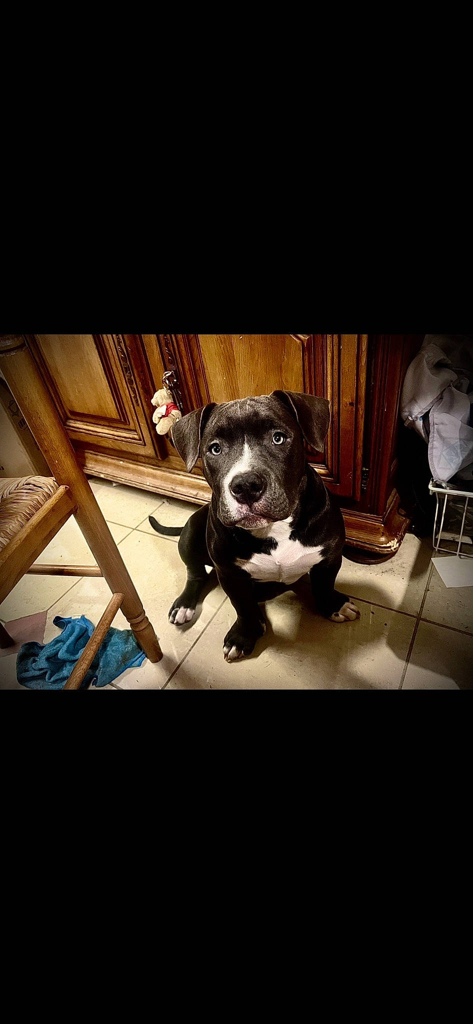 Django a rejoint le concours — aidez-le/la à gagner de superbes lots ! canidae, carnivore, chair, companion_dog, darkness, dog, dog_breed, dog_collar, fawn, flash_photography, fur, guard_dog, metal, pet_supply, sitting, sporting_group, toy_dog, whiskers, window, working_animal