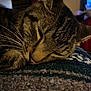 Dinky Jinx is registered to the contest to win money with this photo: cat, tabby_cat, sleeping, close_up, whiskers, fur, cozy, blanket, indoor, resting, pet, animal, cute, face, relaxing, peaceful, texture, warm_lighting, soft, domestic_animal