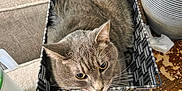 Mario joined the competition — help win amazing prizes! cat, gray_tabby, basket, wooden_table, couch, cushion, vase, indoor, pet, feline, whiskers, ears, eyes, cozy, household, furniture, curious, resting, close_up, domestic
