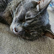 Mario joined the competition — help win amazing prizes! cat, tabby, sleeping, close_up, whiskers, fur, pet, animal, relaxed, indoors, carpet, soft_texture, cute, peaceful, mammal, domestic, feline, resting, cozy, nap