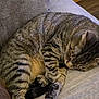 cat, tabby_cat, sleeping, couch, furniture, indoor, pet, fur, whiskers, cozy, resting, animal, domestic_cat, paw, striped, relaxation, closeup, home, cute, nap