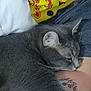 Luigi is registered to the contest to win money with this photo: cat, gray_cat, sleeping, tattoo, arm, person, clothing, yellow_shirt, red_design, indoor, bed, blanket, whiskers, fur, relaxation, nap, comfort, closeup, resting, domestic_animal