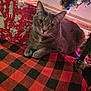 cat, gray_cat, tabby, christmas_tree, christmas_lights, gift, wrapped_present, red_wrapping_paper, cartoon_characters, blanket, checkered_pattern, red_and_black, indoor, holiday, festive, pet, animal, whiskers, paws, cozy