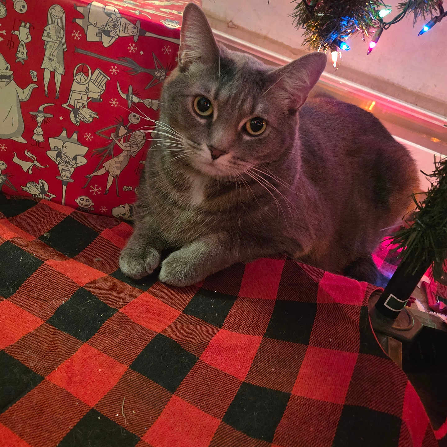 Luigi joined the competition — help win amazing prizes! animal, blanket, cartoon_characters, cat, checkered_pattern, christmas_lights, christmas_tree, cozy, festive, gift, gray_cat, holiday, indoor, paws, pet, red_and_black, red_wrapping_paper, tabby, whiskers, wrapped_present
