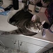 Luigi joined the competition — help win amazing prizes! cat, gray_cat, sink, bathroom, paw, hairbrush, lotion, floral_wallpaper, cabinet, tile_floor, curious, relaxed, pet, indoor, feline, domestic_animal, fur, whiskers, closeup, resting