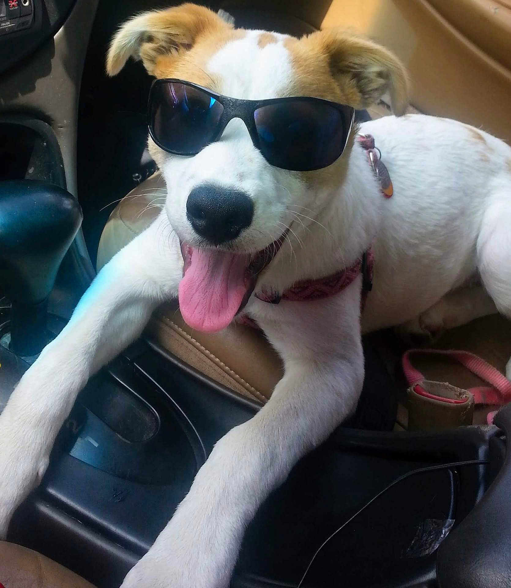 Wishes joined the competition — help win amazing prizes! accessories, animal, belt, canine, car, car_interior, carseat, dog, face, glasses, head, hound, person, pet, photography, portrait, puppy, sunglasses, transportation, vehicle