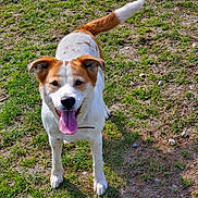 Wishes joined the competition — help win amazing prizes! accessories, animal, bodypart, canine, dog, field, grass, grassland, hound, husky, lawn, mouth, nature, outdoors, person, pet, plant, puppy, strap, tongue