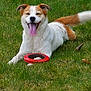 Wishes joined the competition — help win amazing prizes! accessories, animal, ball, bodypart, canine, dog, frisbee, grass, lawn, mouth, outdoors, person, pet, plant, puppy, sport, strap, tennis, tennisball, toy