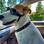 Wishes is registered to the contest to win money with this photo: accessories, animal, belt, canine, dog, face, glasses, goggles, head, hound, person, pet, photography, plant, portrait, puppy, strap, sunglasses, tree, vegetation