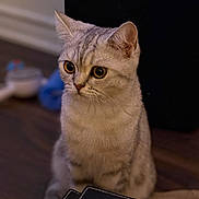 Enzo is registered to the contest to win money with this photo: animal, blurred_background, cat, closeup, cozy, curious, cute, domestic, feline, floor, gray_fur, indoor, pet, portrait, sitting, soft_light, striped, whiskers, wide_eyes, young_cat