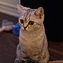 animal, blurred_background, cat, closeup, cozy, curious, cute, domestic, feline, floor, gray_fur, indoor, pet, portrait, sitting, soft_light, striped, whiskers, wide_eyes, young_cat