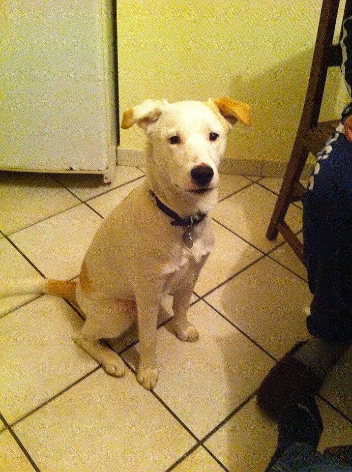 Idalgo a rejoint le concours — aidez-le/la à gagner de superbes lots ! american_pit_bull_terrier, canidae, carnivore, companion_dog, dog, dog_breed, dogo_argentino, dogo_guatemalteco, fawn, gull_terr, mammal, non_sporting_group, old_english_terrier, pit_bull, rare_breed_dog, snout, sporting_group, vertebrate