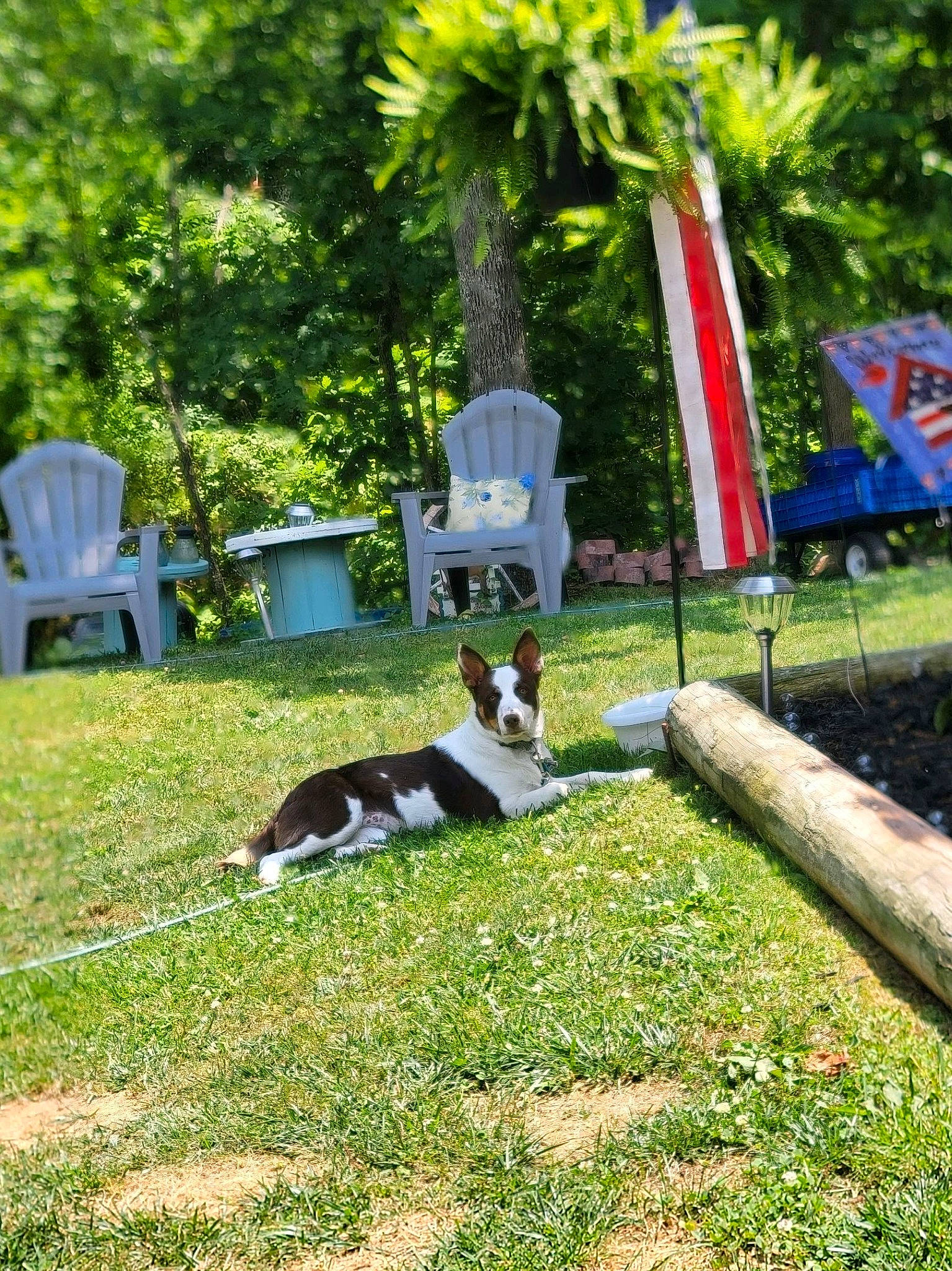 Gracie Mae is registered to the contest to win money with this photo: carnivore, chair, companion_dog, dog, dog_breed, flag, garden, grass, groundcover, landscape, landscaping, lawn, leisure, outdoor_furniture, palm_tree, plant, recreation, shrub, sporting_group, tree