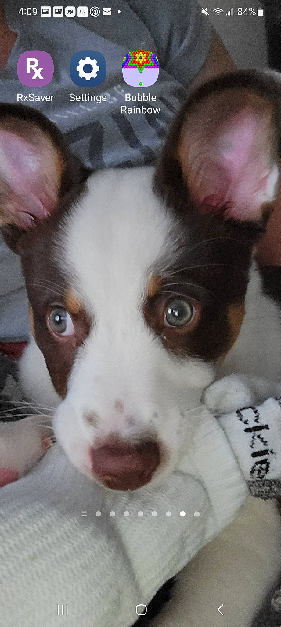 Gracie Mae joined the competition — help win amazing prizes! canidae, carnivore, companion_dog, dog, dog_breed, ear, fawn, fur, mammal, non_sporting_group, photography, snout, sporting_group, toy_dog, vertebrate, whiskers, working_animal