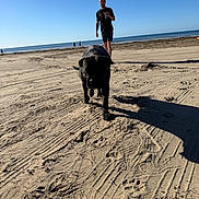 Faith is registered to the contest to win money with this photo: beach, casual_clothing, dog, footprints, horizon, leisure, man, nature, ocean, outdoor, relaxation, sand, shadow, sky, smile, summer, sunlight, vacation, walking, water