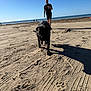 beach, casual_clothing, dog, footprints, horizon, leisure, man, nature, ocean, outdoor, relaxation, sand, shadow, sky, smile, summer, sunlight, vacation, walking, water