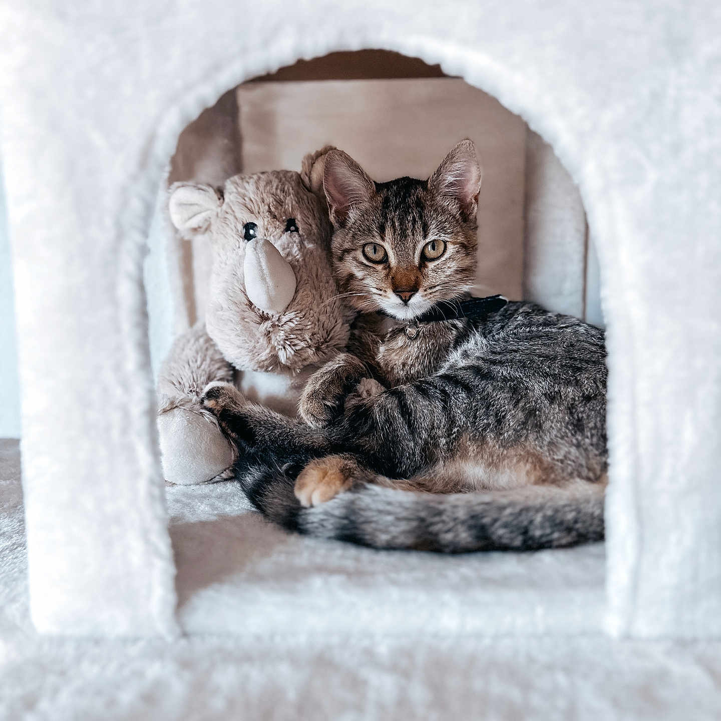 Aspen participe au concours pour gagner de l'argent avec cette photo : abyssinian, animal, cat, couch, den, doghouse, egyptiancat, fireplace, furniture, hole, igloo, indoors, kennel, kitten, manx, nature, outdoors, pet, siamese, snow