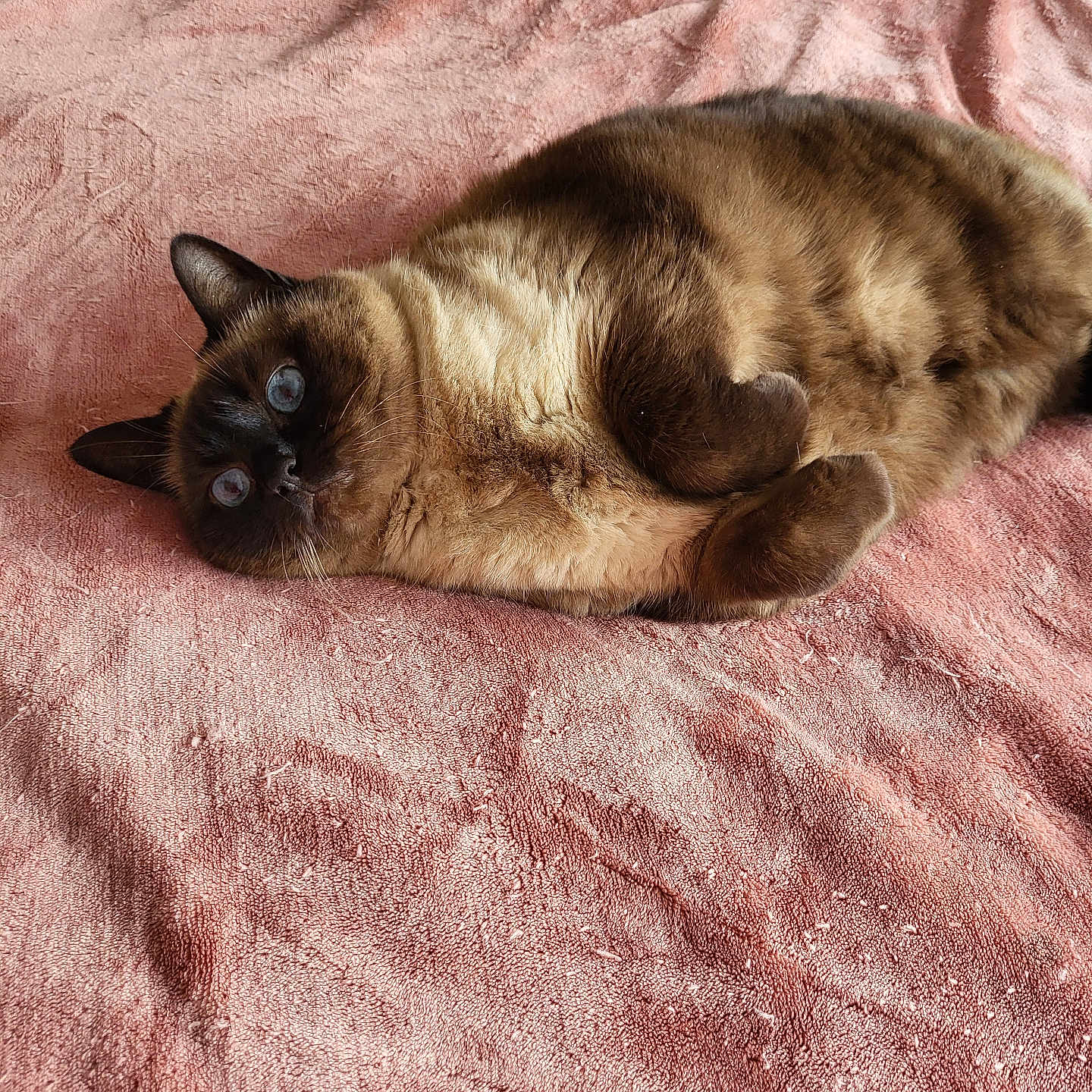Naya participe au concours pour gagner de l'argent avec cette photo : abyssinian, animal, blanket, cat, kitten, manx, person, pet, quilt, siamese, sleeping, towel