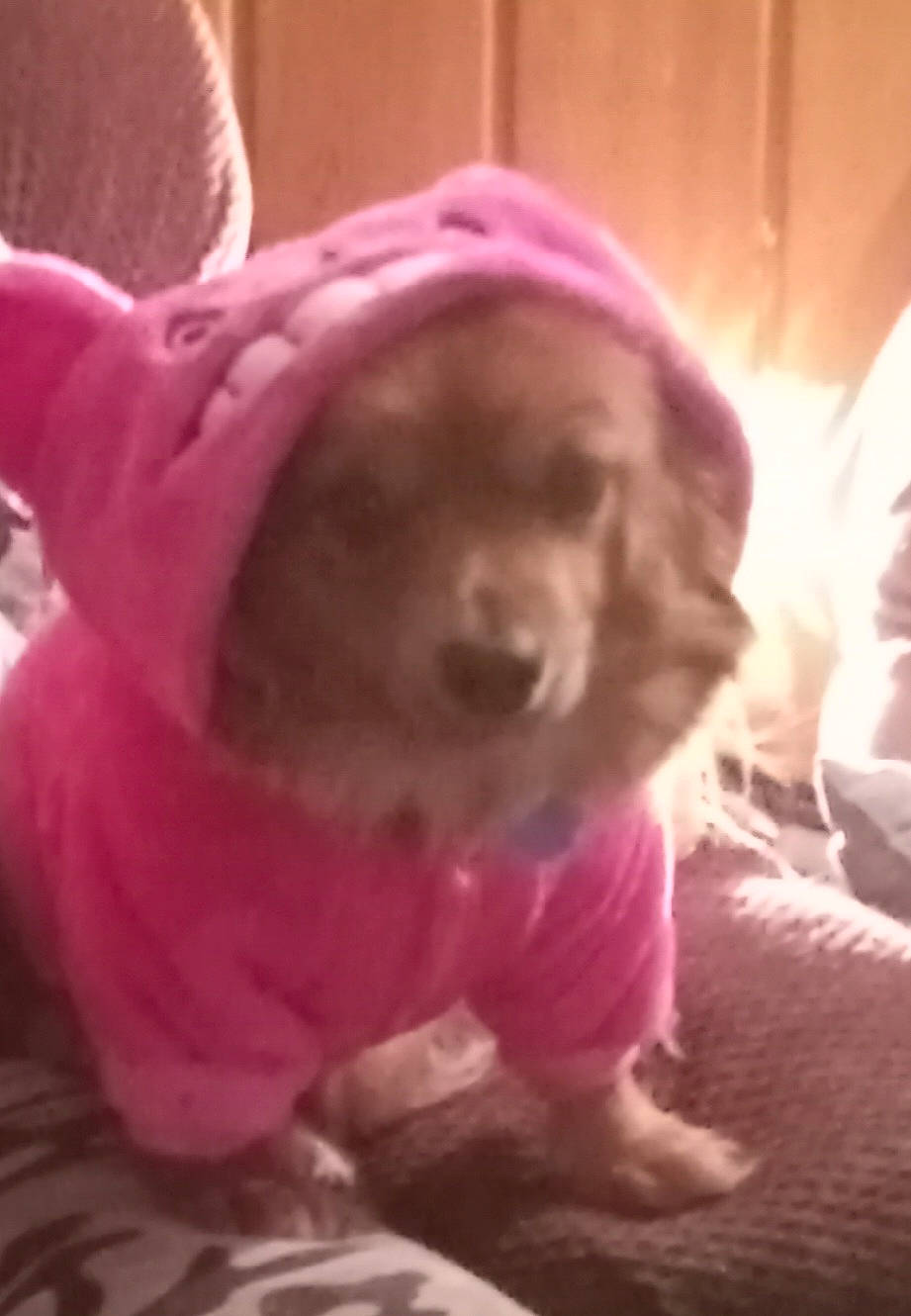 Dory is registered to the contest to win money with this photo: canidae, carnivore, companion_dog, dog, dog_breed, dog_supply, ear, fur, happy, magenta, non_sporting_group, paw, pet_supply, pink, smile, snout, sporting_group, toy_dog, vertebrate, working_animal