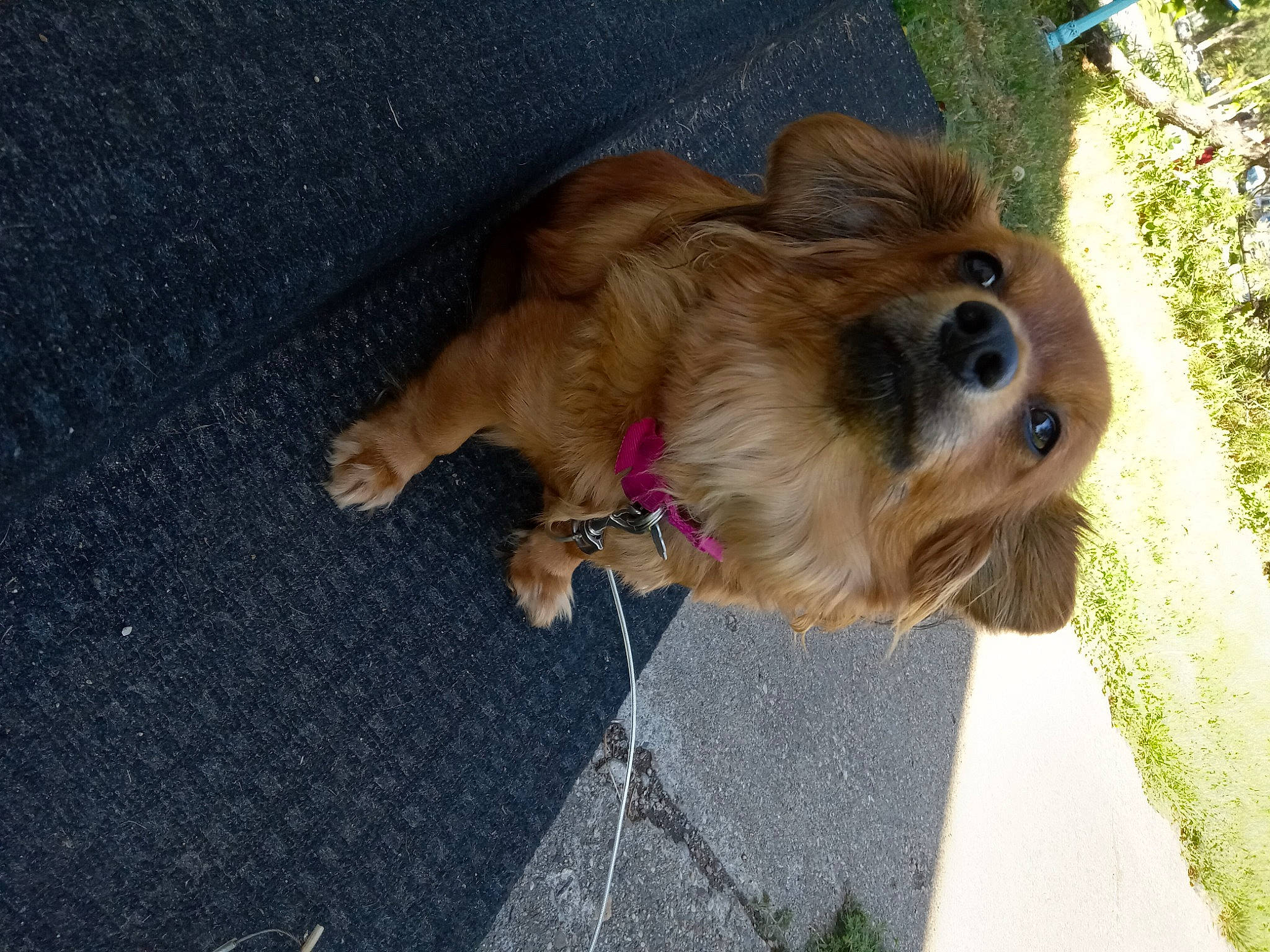 Dory is registered to the contest to win money with this photo: asphalt, canidae, carnivore, collar, companion_dog, dog, dog_breed, dog_supply, fawn, fur, liver, pet_supply, plant, road_surface, small_terrier, snout, sporting_group, terrier, toy_dog, working_animal