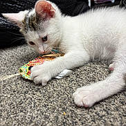 Loki joined the competition — help win amazing prizes! kitten, cat, white_cat, playing, toy_mouse, carpet, closeup, pet, animal, young_cat, paw, fur, cute, indoor, curious, small, whiskers, claws, relaxed, texture