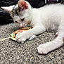 kitten, cat, white_cat, playing, toy_mouse, carpet, closeup, pet, animal, young_cat, paw, fur, cute, indoor, curious, small, whiskers, claws, relaxed, texture