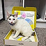 Loki joined the competition — help win amazing prizes! kitten, cat, box, carpet, collar, white_fur, gray_patches, indoor, pet, floor, feline, curious, sitting, young_cat, shelf, shoe, home, animal, cute, littlekin