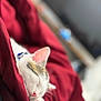 Loki joined the competition — help win amazing prizes! cat, sleeping, paw, blanket, red, cozy, fur, pet, indoor, resting, closeup, pink, whiskers, domestic_cat, cute, relaxation, soft, animal, mammal, bedroom