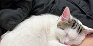 Loki joined the competition — help win amazing prizes! cat, sleeping, white_cat, tabby_cat, pet, animal, indoor, blanket, black_blanket, human_leg, rest, cozy, fur, cute, relaxation, domestic_animal, comfort, nap, close_up, household