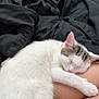 cat, sleeping, white_cat, tabby_cat, pet, animal, indoor, blanket, black_blanket, human_leg, rest, cozy, fur, cute, relaxation, domestic_animal, comfort, nap, close_up, household