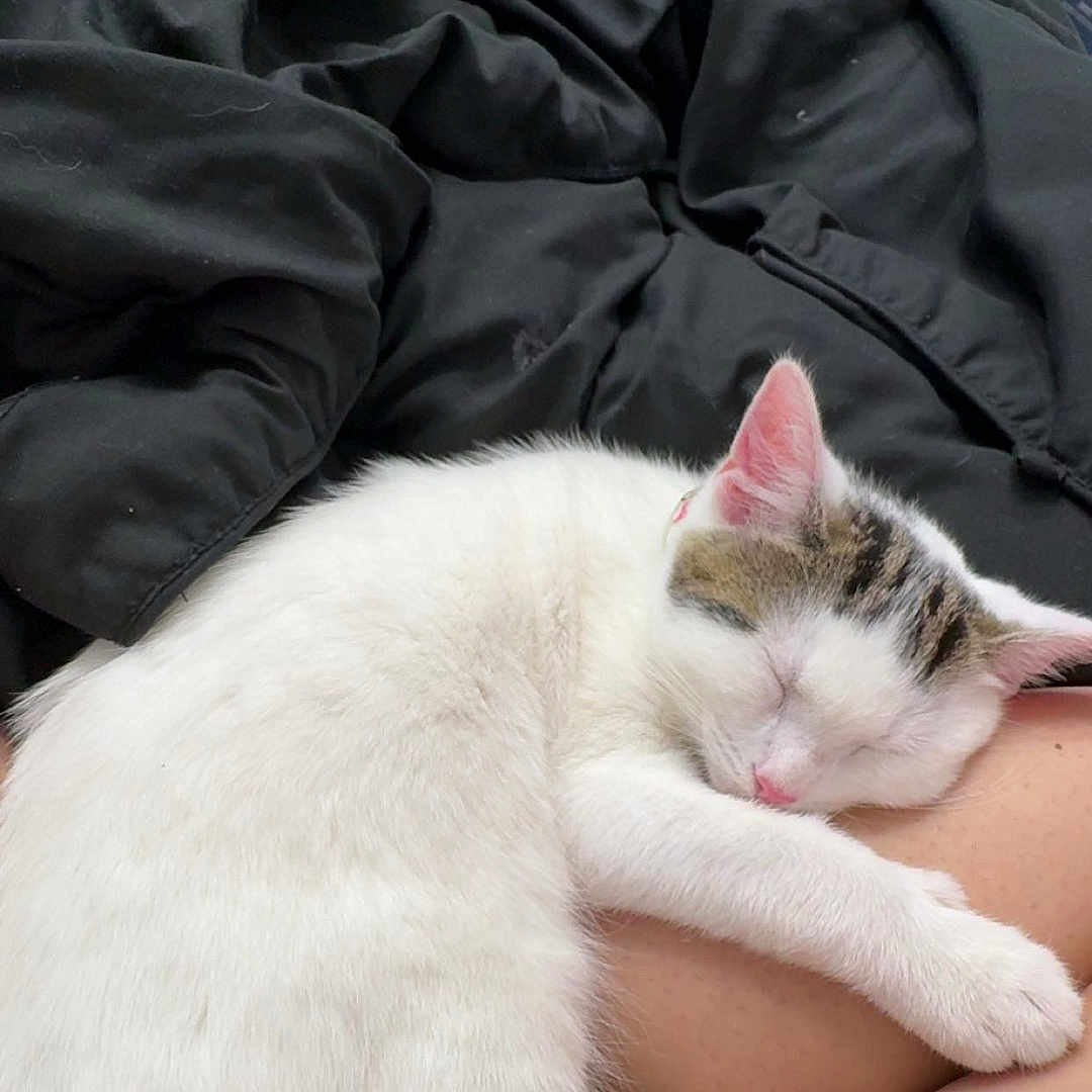 Loki joined the competition — help win amazing prizes! animal, black_blanket, blanket, cat, close_up, comfort, cozy, cute, domestic_animal, fur, household, human_leg, indoor, nap, pet, relaxation, rest, sleeping, tabby_cat, white_cat