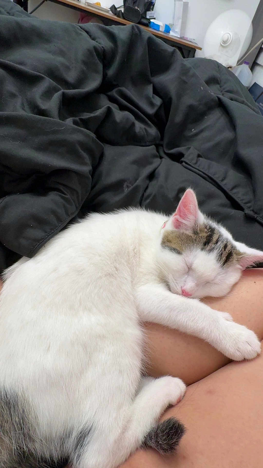 Loki joined the competition — help win amazing prizes! cat, sleeping, white_cat, tabby_cat, pet, animal, indoor, blanket, black_blanket, human_leg, rest, cozy, fur, cute, relaxation, domestic_animal, comfort, nap, close_up, household