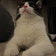 Dice joined the competition — help win amazing prizes! animal, black_and_white, carpet, cat, close_up, curious, cute, domestic, feline, fur, indoor, lying_down, mammal, paw, pet, pink_nose, relaxed, whisker, whiskers, wide_eyes