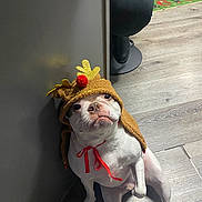 Abel joined the competition — help win amazing prizes! animal, antlers, christmas, costume, cute, dog, festive, floor, gray_wall, holiday, holiday_season, indoor, looking_up, pet, red_ribbon, reindeer_hat, sitting, tongue_out, white_dog, wooden_floor