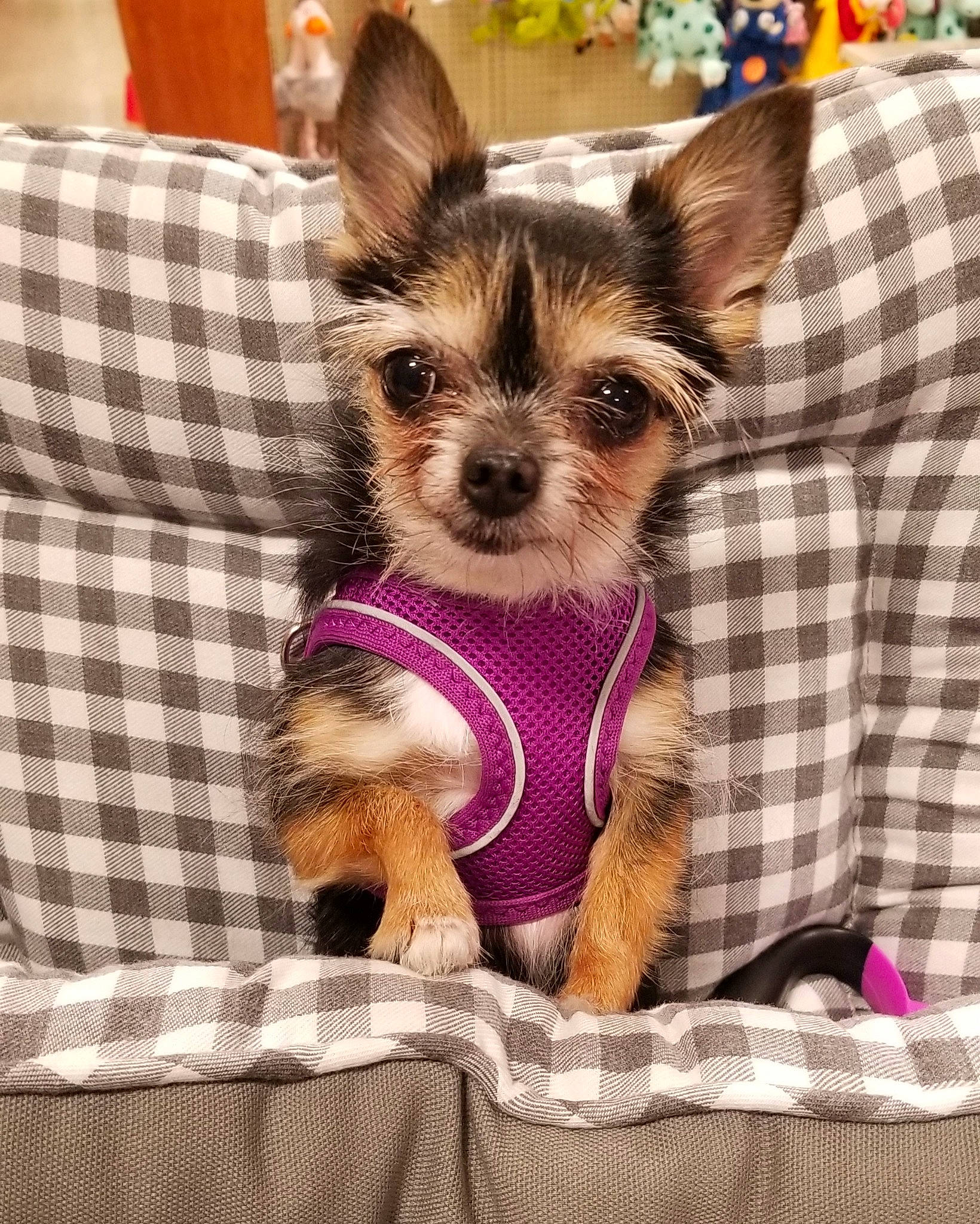 Zoey is registered to the contest to win money with this photo: biewer_terrier, canidae, carnivore, chihuahua, companion_dog, dog, dog_breed, fawn, mammal, morkie, norwich_terrier, puppy, puppy_love, rare_breed_dog, small_terrier, terrier, toy_dog, vertebrate, yorkipoo, yorkshire_terrier