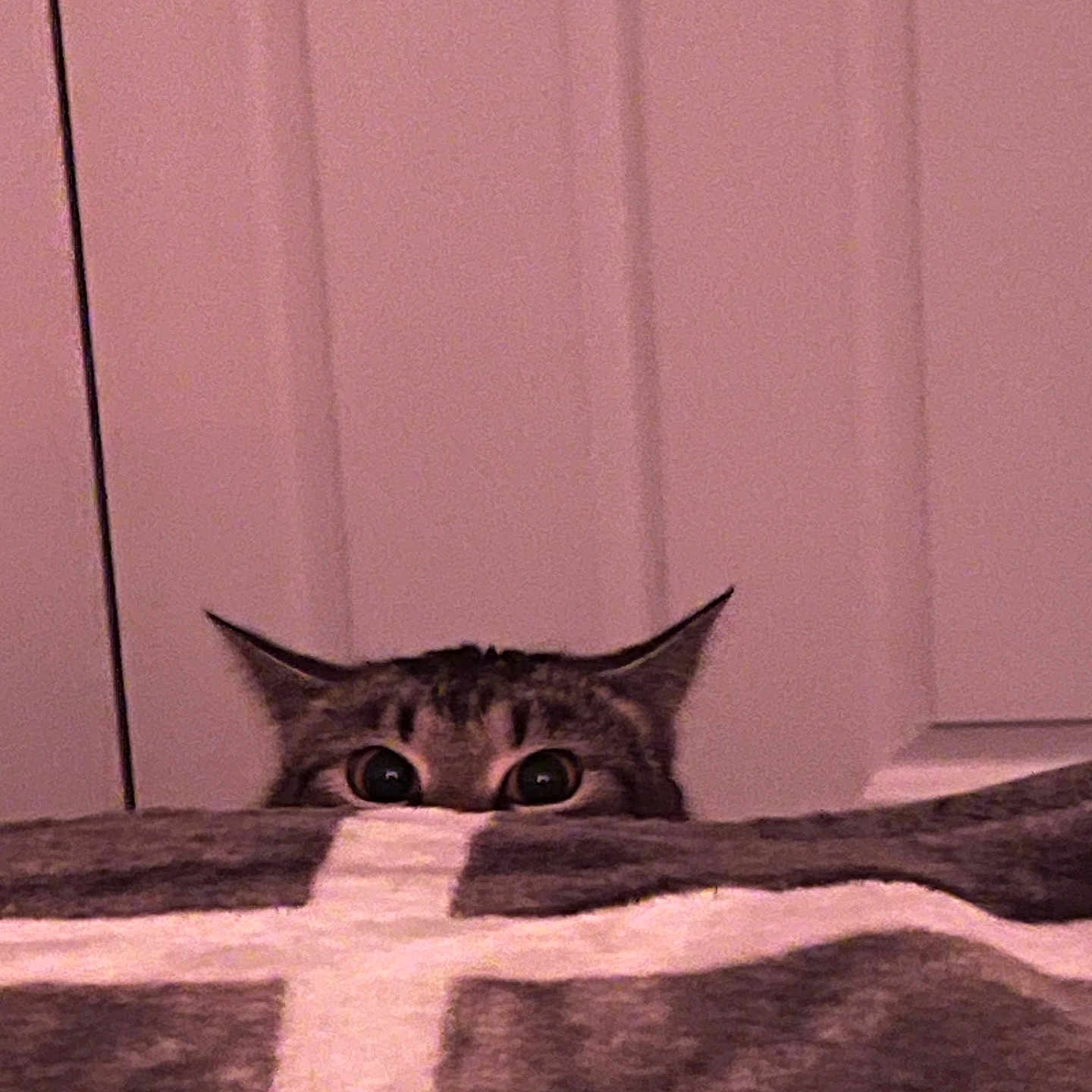 Olivia Baugh joined the competition — help win amazing prizes! animal, blanket, cat, closeup, cozy, curious, cute, ears, eyes, feline, hidden, home, indoor, mischievous, peeking, pet, playful, soft_lighting, tabby, wall