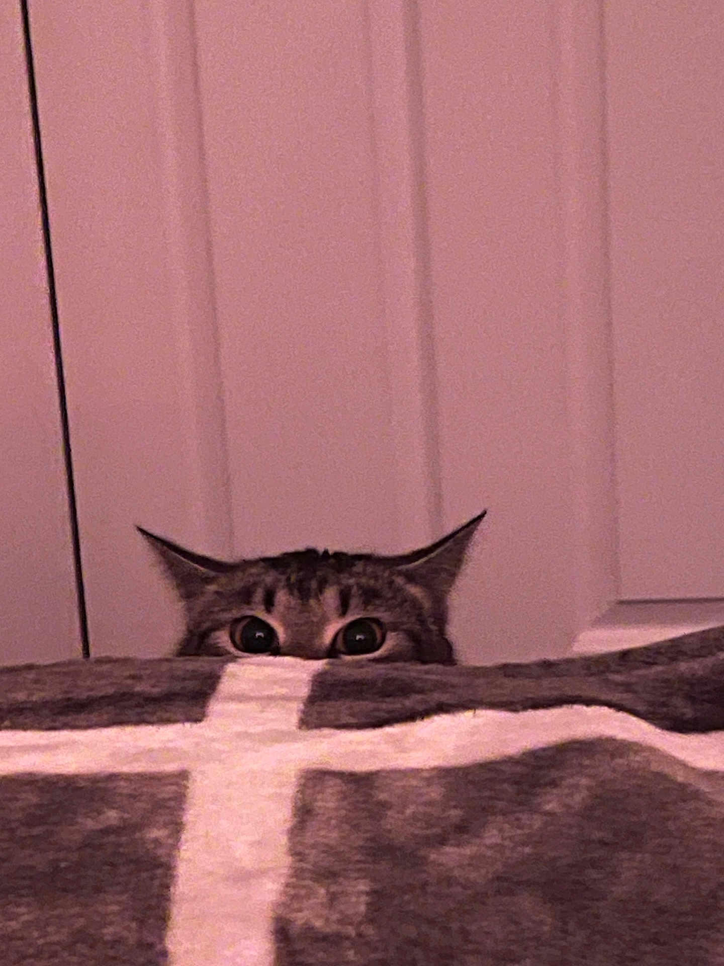 Olivia Baugh joined the competition — help win amazing prizes! cat, peeking, blanket, curious, indoor, eyes, ears, tabby, feline, soft_lighting, wall, home, cozy, animal, pet, closeup, playful, hidden, cute, mischievous