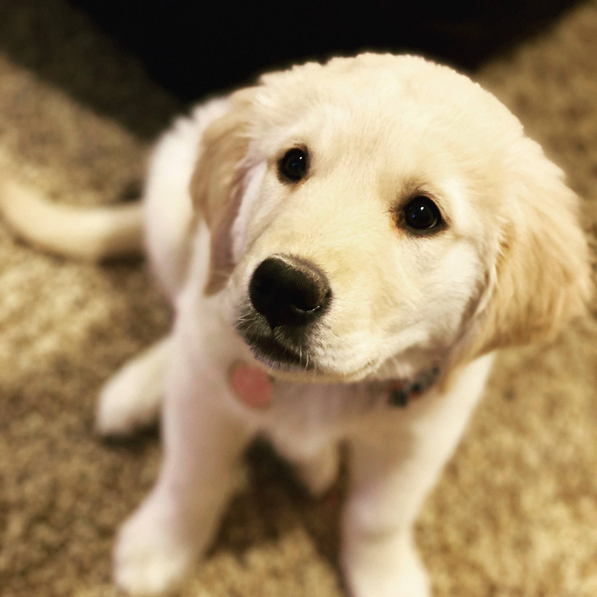 Miley joined the competition — help win amazing prizes! akbash_dog, canidae, carnivore, companion_dog, dog, dog_breed, fur, golden_retriever, great_pyrenees, labrador_retriever, mammal, maremma_sheepdog, nose, puppy, puppy_love, rare_breed_dog, retriever, snout, sporting_group, vertebrate