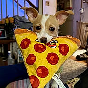 Abby joined the competition — help win amazing prizes! dog, puppy, toy, plush, pizza, indoor, ears, cute, pet, animal, face, staircase, home, carpet, furniture, brown, white, playful, looking, small