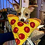 dog, puppy, toy, plush, pizza, indoor, ears, cute, pet, animal, face, staircase, home, carpet, furniture, brown, white, playful, looking, small