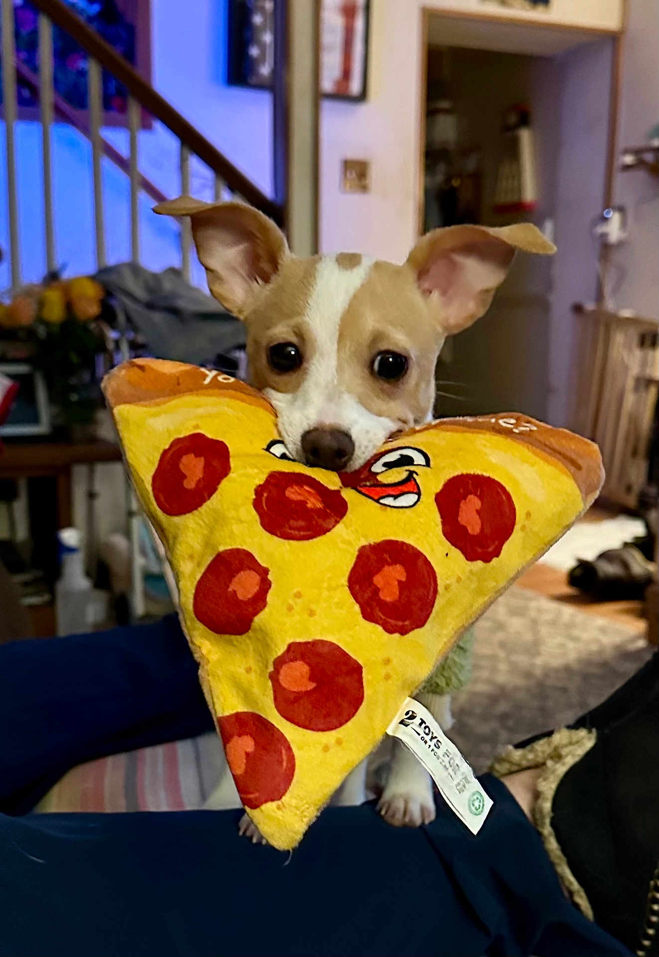 Abby joined the competition — help win amazing prizes! dog, puppy, toy, plush, pizza, indoor, ears, cute, pet, animal, face, staircase, home, carpet, furniture, brown, white, playful, looking, small
