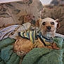 animal, blanket, companion, couch, cozy, cute, dog, domestic_animal, fabric, fur, furniture, indoor, pet, relaxing, resting, sleeping_area, small_dog, striped_clothing, sweater, textile