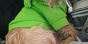 Kolby joined the competition — help win amazing prizes! animal, bed, blanket, companion, cozy, curious_eyes, cute, dog, domestic_animal, floral_couch, fur, furry, green_hoodie, indoors, looking_back, pet_clothing, relaxed, resting, small_dog, striped_blanket