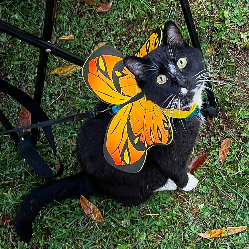 Twist is registered to the contest to win money with this photo: animal, art, backyard, blackcat, cat, chair, egyptiancat, furniture, grass, kitten, lawn, leaf, manx, nature, outdoors, pet, plant, pottedplant, toy, yard